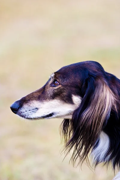 Cão — Fotografia de Stock