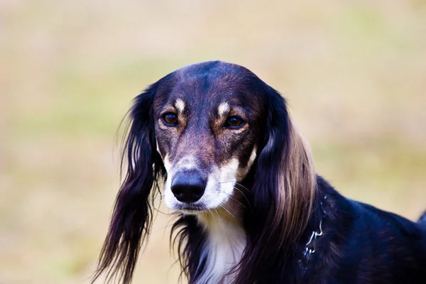 can a saluki live in israel