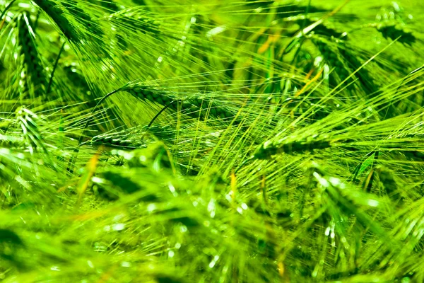 Divoká tráva — Stock fotografie
