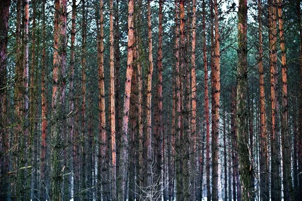 Trees — Stock Photo, Image