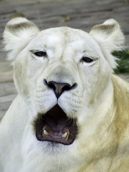 Beyaz dişi aslan — Stok fotoğraf