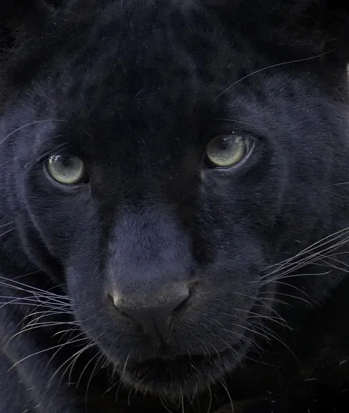 Чёрная пантера — стоковое фото