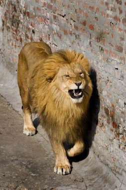 Male lion clipart