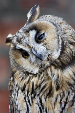 Owl portrait clipart