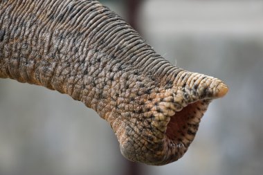 Proboscis of an elephant clipart