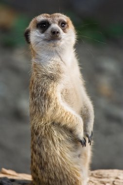 Meerkat clipart