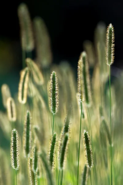 stock image Spikes