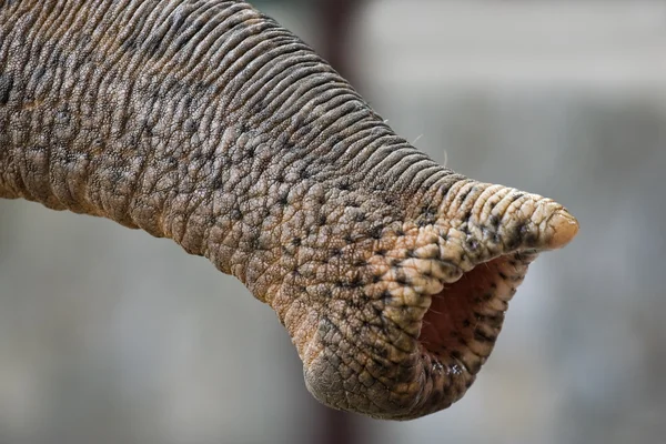 Snabel av en elefant — Stockfoto