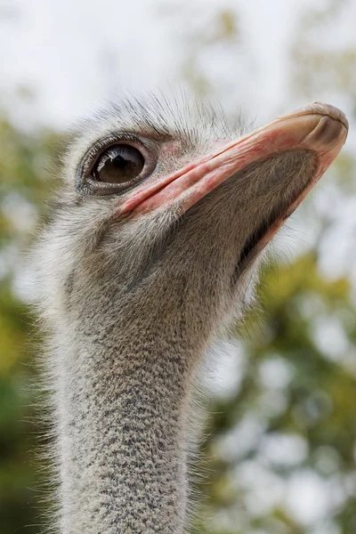 Struisvogel — Stockfoto