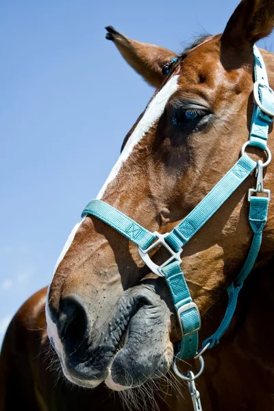 Koňské hlavy — Stock fotografie