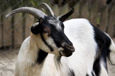 Billy goat clipart