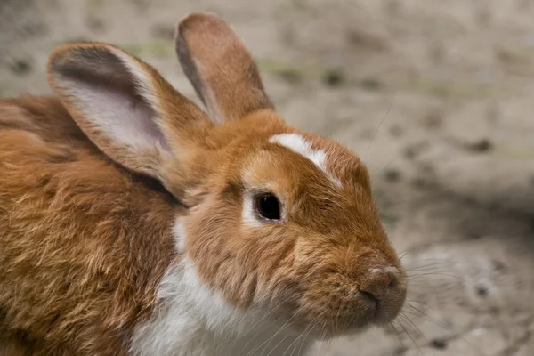 stock image Rabbit