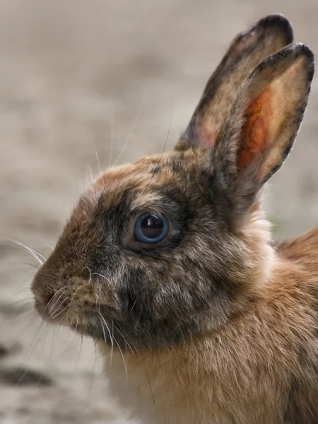 stock image Rabbit