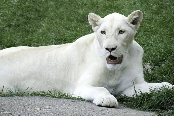White lioness — Stock Photo, Image