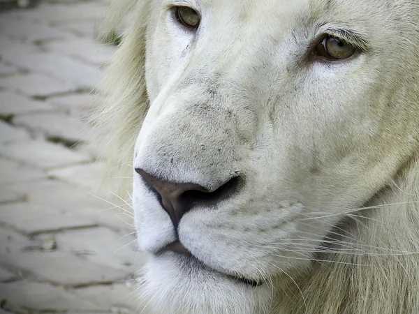 Fehér oroszlán portré — Stock Fotó
