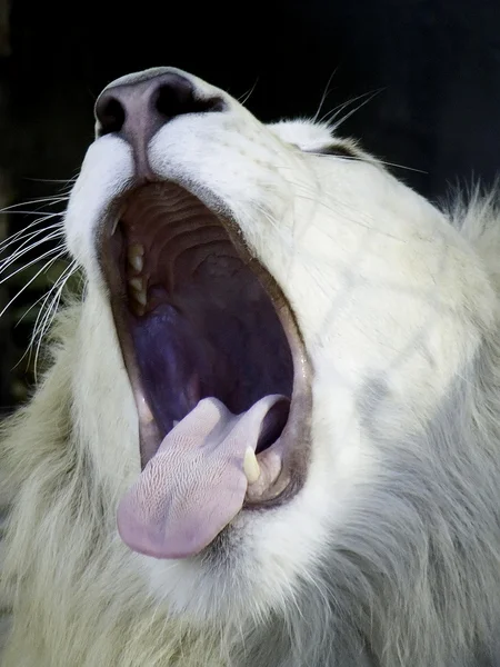 León bostezando — Foto de Stock