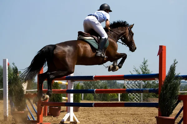 Homem E Cavalo Pulando Uma Cerca Foto de Stock - Imagem de carreira,  saltar: 197594524