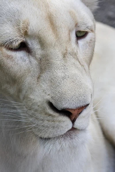 하얀 암 사자 — 스톡 사진