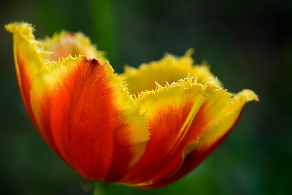 stock image Interesting tulip