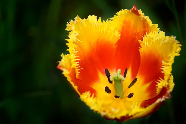 Интересный тюльпан — стоковое фото
