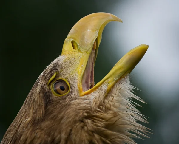 白尾鹰 — 图库照片