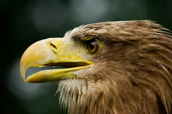 White-tailed eagle — Stock Photo, Image