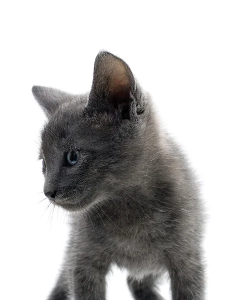 子猫ちゃん — ストック写真