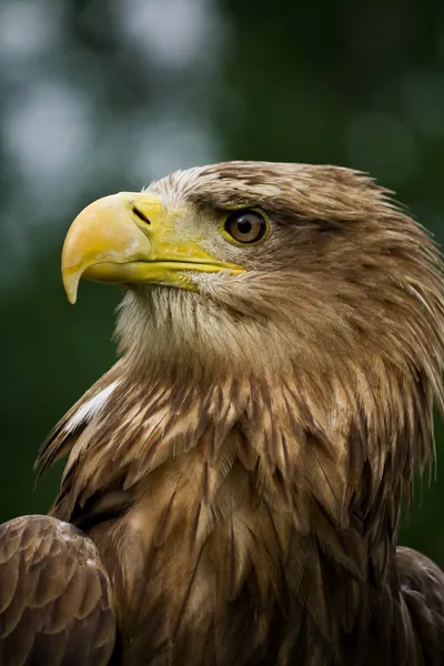 Águila de cola blanca Imágenes de stock libres de derechos
