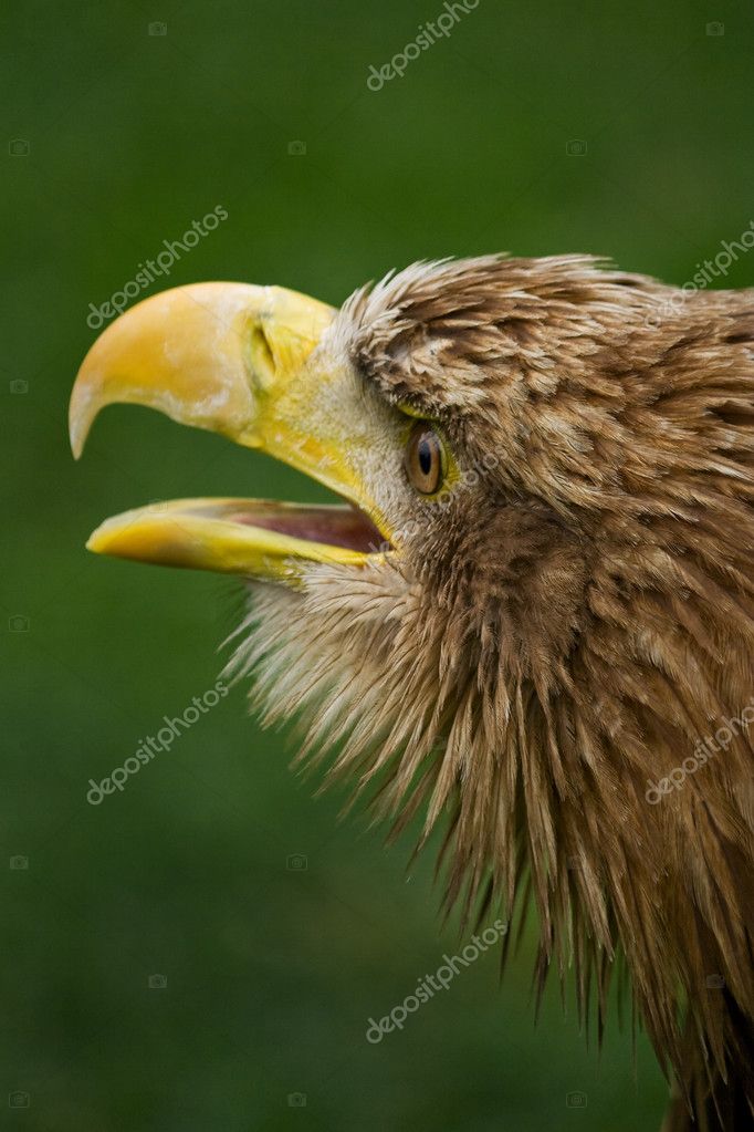 White-tailed eagle — Stock Photo © ktd011 #2469129