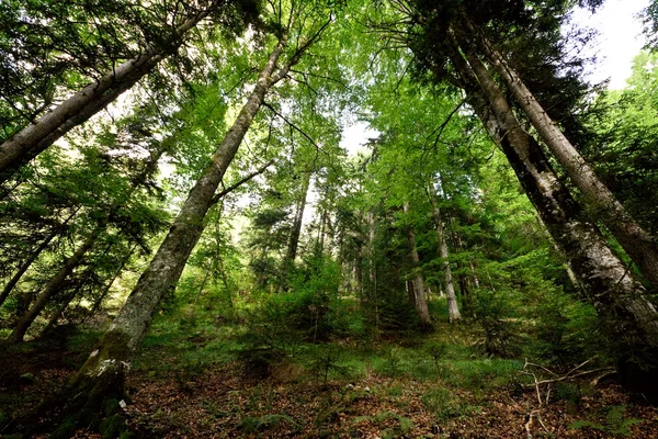 stock image Forest