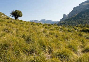 Mallorca manzara