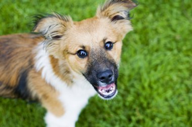 Köpek yavrusu