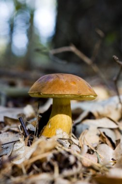 mantar defne bolete