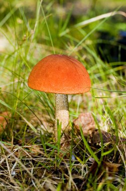 Kırmızı şapkalı mantar leccinum aurantiacum