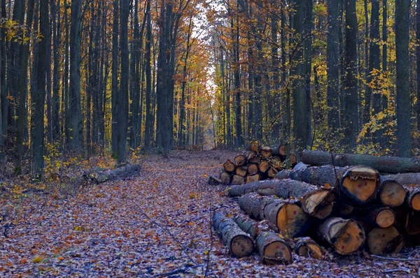 stock image Road in forest