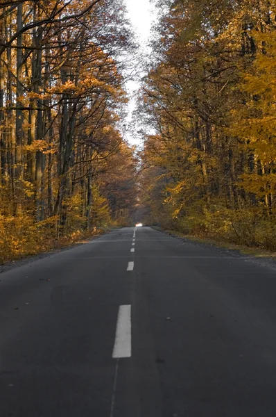 Carretera en bosque —  Fotos de Stock