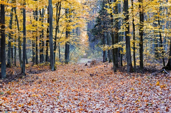 Road in forest — Stock Photo, Image