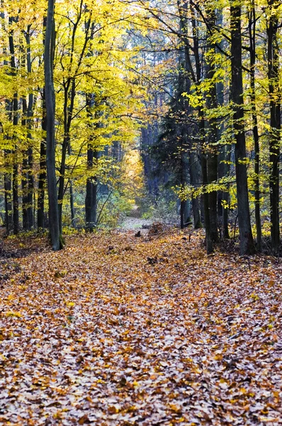 森の道 — ストック写真