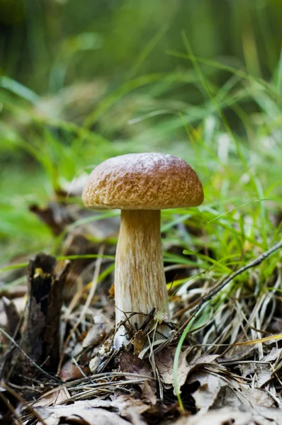 Mushroom boletus — Stock Photo, Image