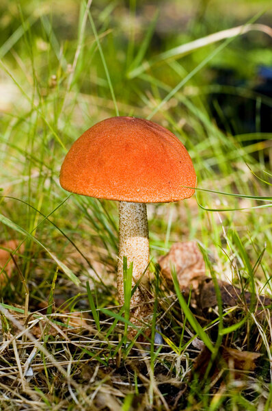 Mushroom Red-capped Leccinum aurantiacum