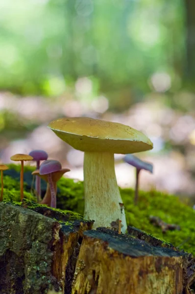 Mushroom Boletaceae — Stock Photo, Image