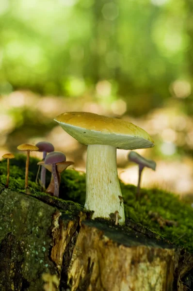 Mushroom Boletaceae — Stock Photo, Image