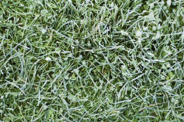 Frozen grass clipart