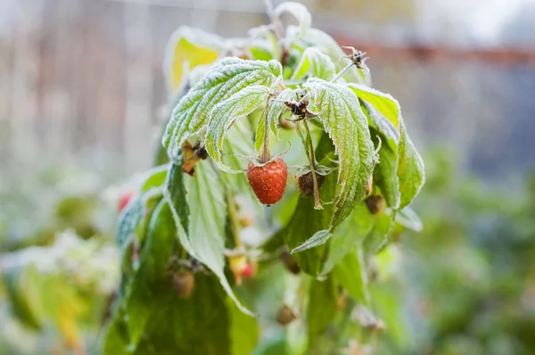Frozen raspberry — Stock Photo, Image