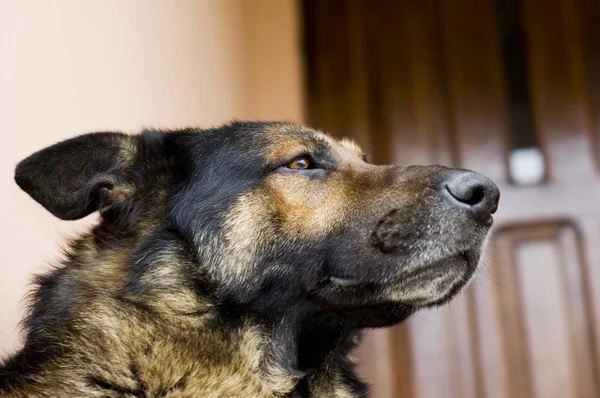 stock image Proud dog