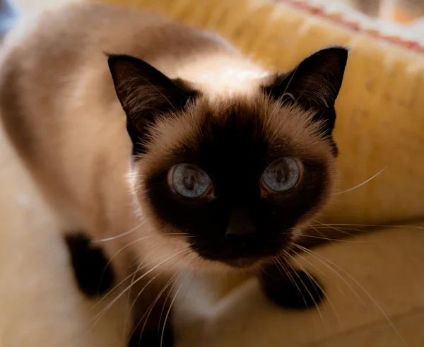 好奇心旺盛な猫 — ストック写真