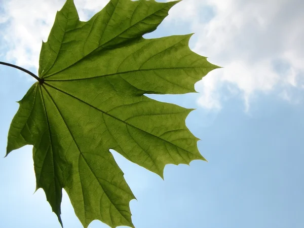 stock image Green leaf with blue sky