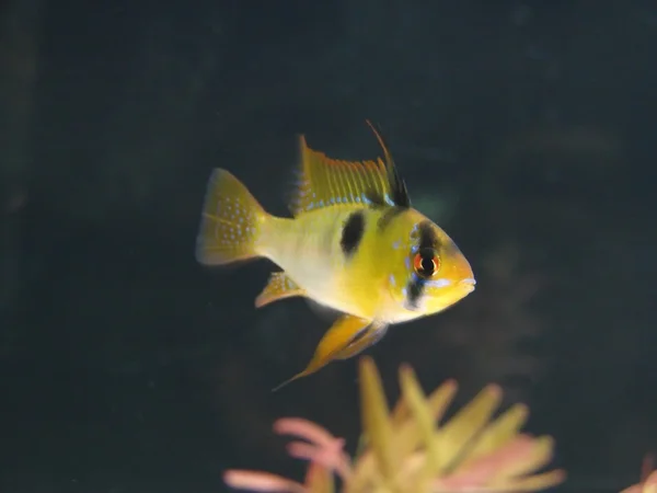 Microgeophagus ramirezi, acuario pequeño — Foto de Stock