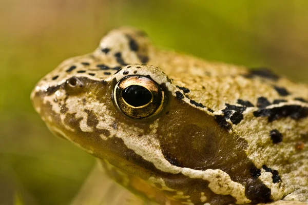 Bir kurbağa portresi Stok Fotoğraf