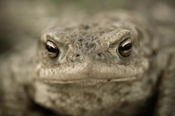 Bir kurbağa portresi Stok Fotoğraf
